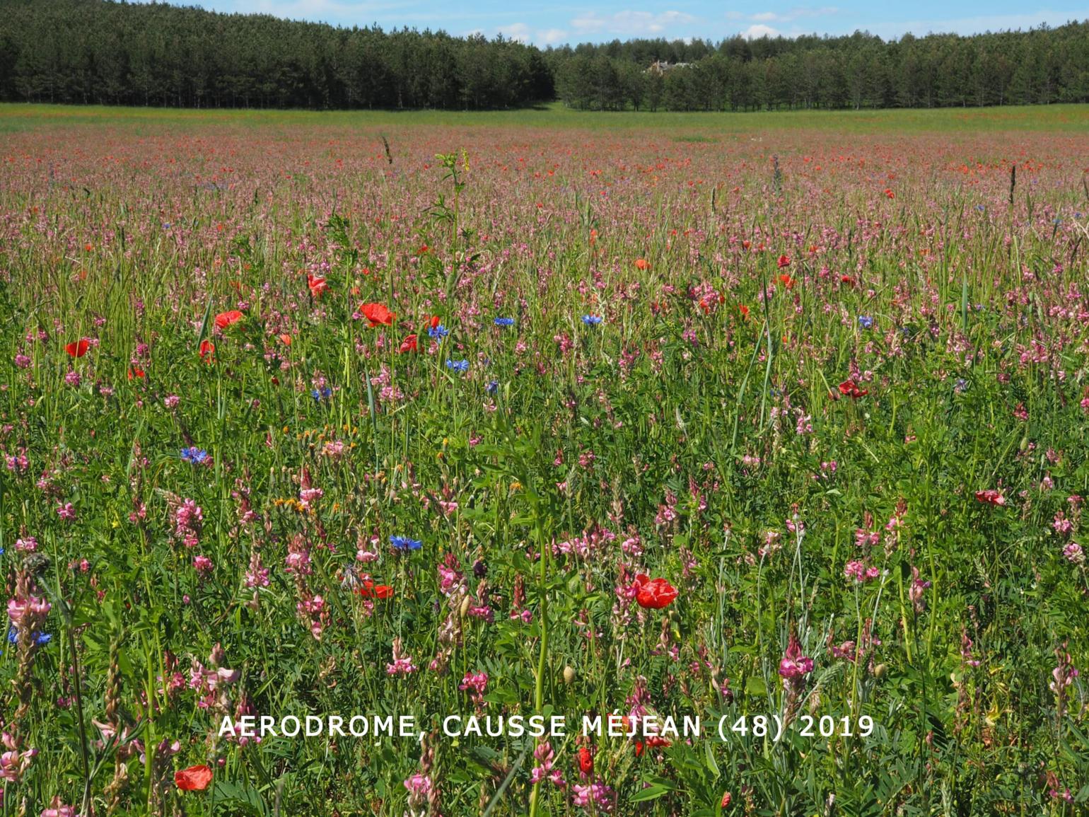 Sainfoin